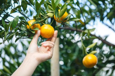 Ağaçtan olgun bir portakal toplayan bir kadın.