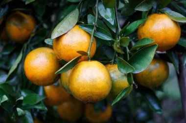 Portakal bahçesindeki ağaçta asılı taze portakallar.