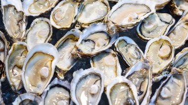 Buz kovasında taze istiridye.