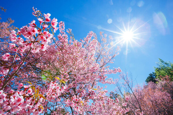 Spring Pink Cherry Blossom tree in sunny day with sun ray ,Sakur