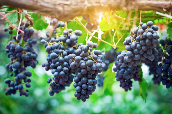 Zbliżenie Grona Dojrzałych Czerwonych Winogron Winorośli — Zdjęcie stockowe
