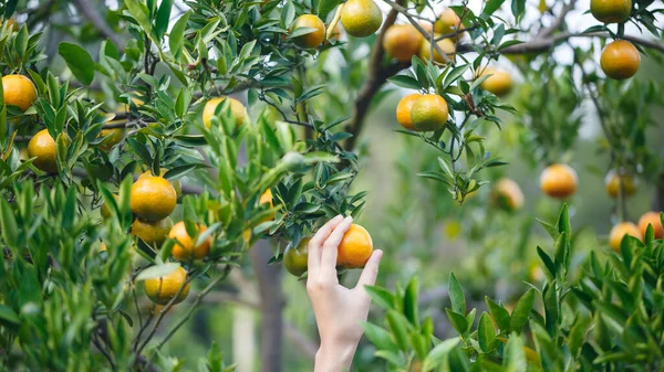 Mano Mujer Recogiendo Una Naranja Madura Árbol — Foto de Stock