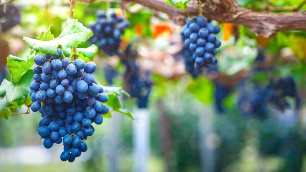 Zbliżenie Grona Dojrzałych Czerwonych Winogron Winorośli — Zdjęcie stockowe