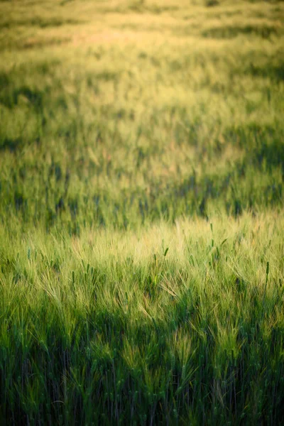 Barley Field Sunset Green Wheat Warming Evening Light — Stock Photo, Image