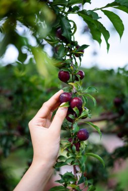 Meyve bahçesindeki ağaç dalından olgun kırmızı erikler tutan bir kadın.