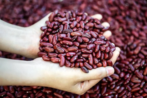 Blisko Kobieta Ręka Gospodarstwa Red Beans Tle — Zdjęcie stockowe