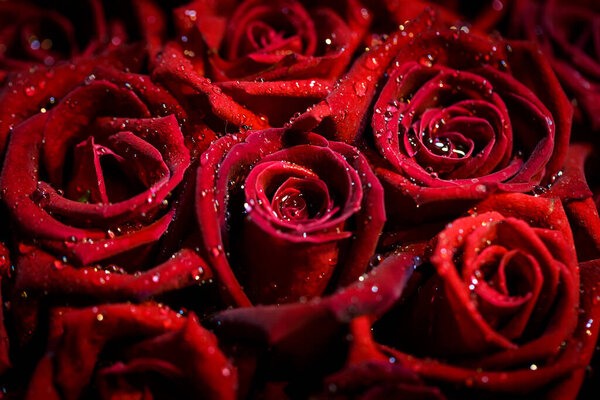 Close up of Natural red roses background with water drops
