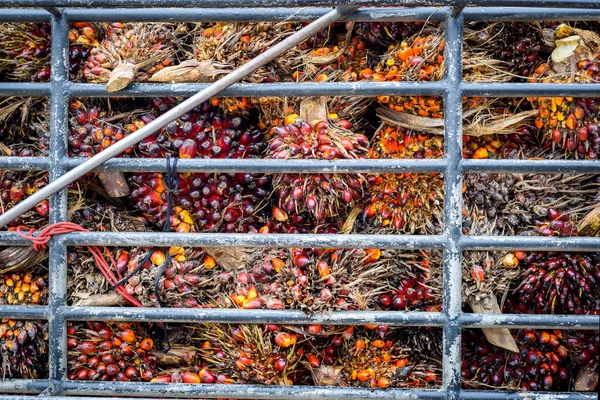 Dojrzały Olej Palmowy Tło Owocowe Ciężarówki — Zdjęcie stockowe