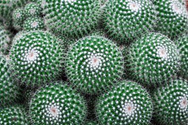 Yeşil kaktüs arkaplanını kapat