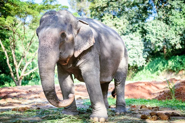 Elefante Asiático Parque Natural Chiang Mai Tailandia — Foto de Stock