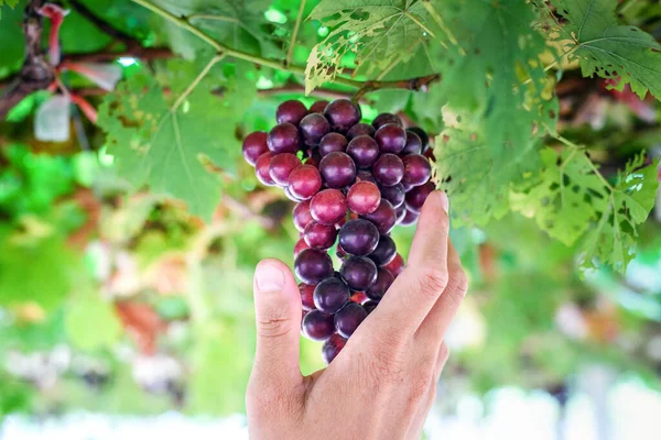 Dojrzałe Czerwone Winogrona Winnicy Ręka Rolników — Zdjęcie stockowe
