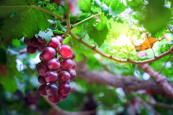Pojedyncza Grupa Dojrzałych Winogron Winnice Zachodzie Słońca Jesienny Zachód Słońca — Zdjęcie stockowe