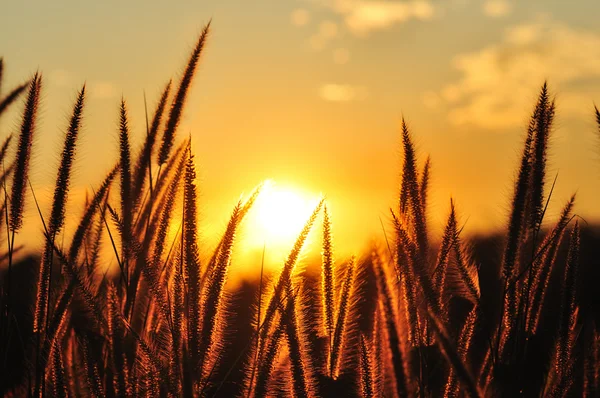 Fleurs d'herbe dans la lumière dorée du coucher du soleil — Photo