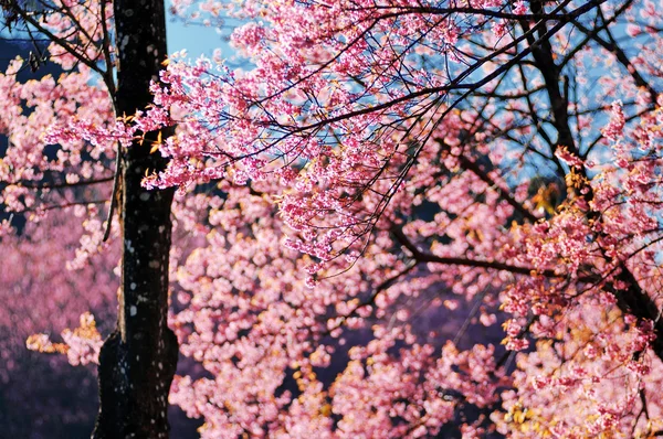 Sakura flor —  Fotos de Stock