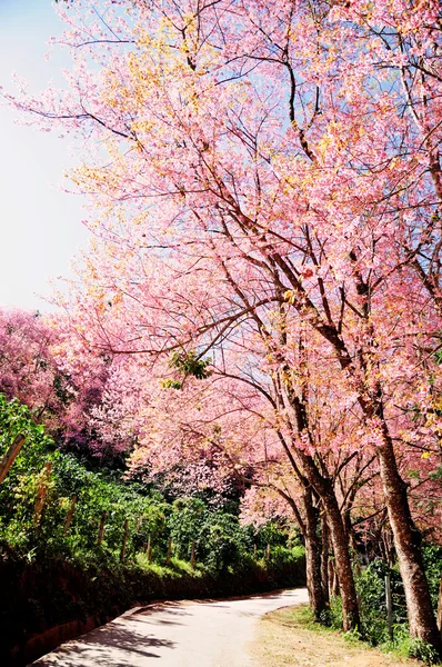 Sakura albero di fiori rosa sotto il sole — Foto Stock