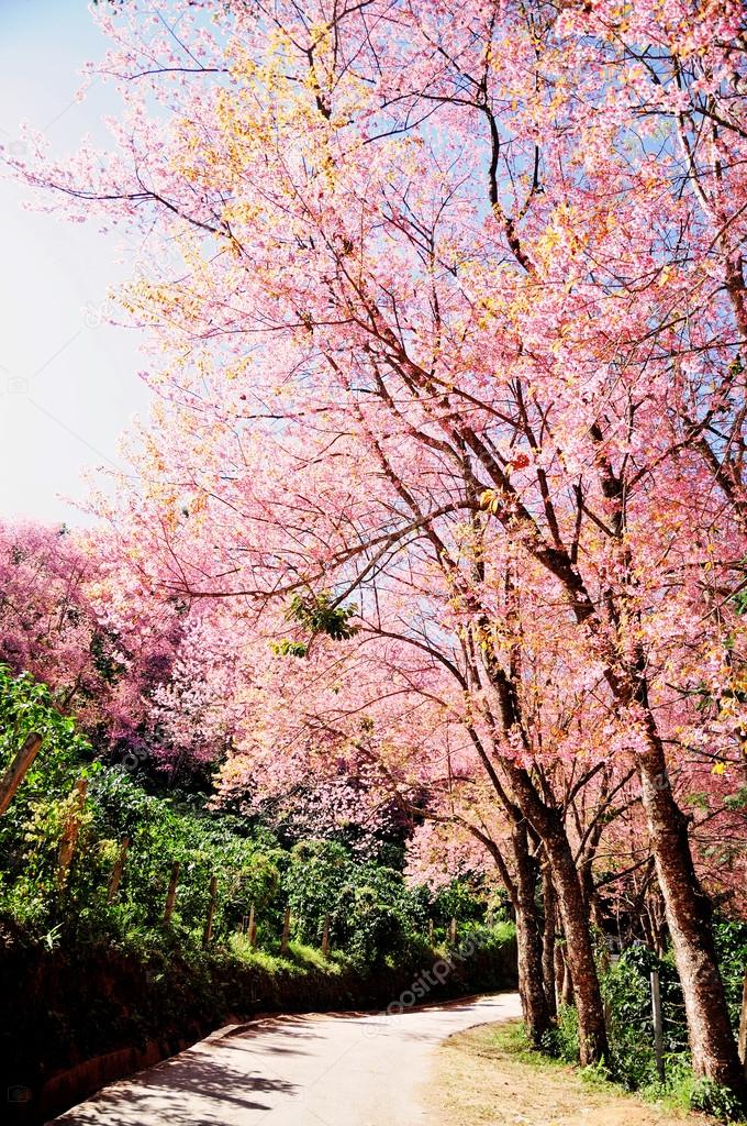 Sakura pink flowers tree in the sunshine