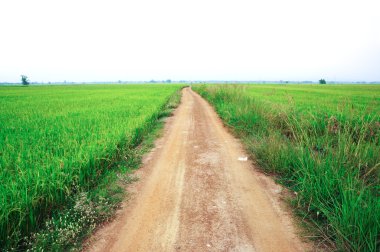 Pirinç alan yol yeşil sahada