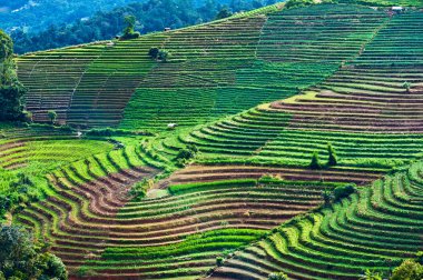 Çay plantasyon teraslı