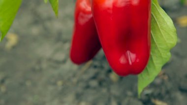 iki Bulgar tatlı biber kırmızı çalı. 