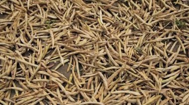 soya kuru bakla