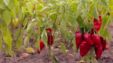 Alan biber. hareket halinde çekim.