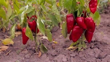 biber bitki bahçede büyür