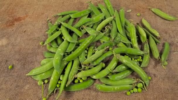 Guisantes recién recogidos . — Vídeo de stock