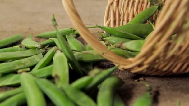 成熟的豌豆荚一篮子. — 图库视频影像