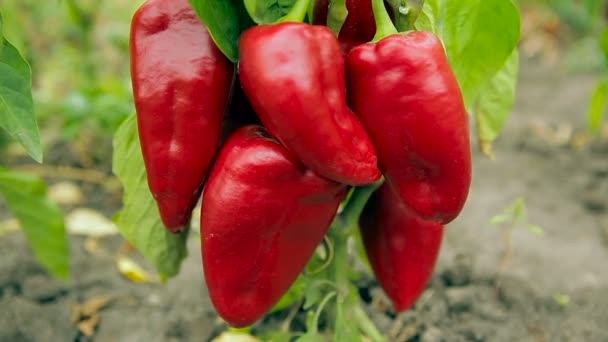 Belos cinco pimentas vermelhas no arbusto — Vídeo de Stock