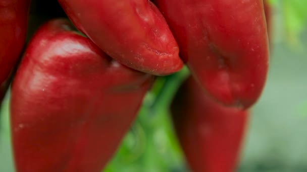 Röd paprika. närbild — Stockvideo