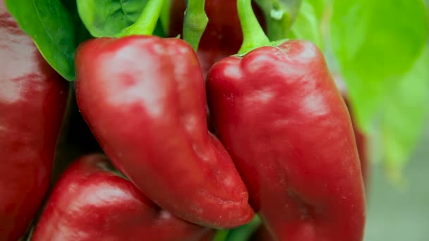 Nära upp skott av röd paprika — Stockvideo