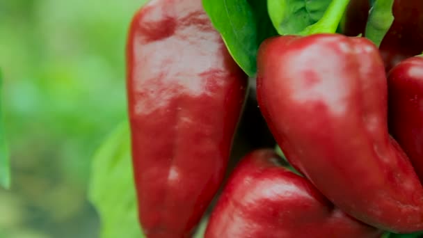 Ripe, red peppers on the bush — Stock Video