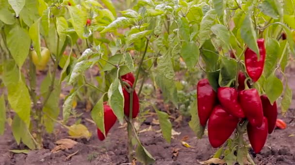 Field pepper. shooting on the move. — Stock Video