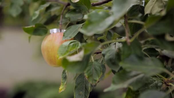 Anillos de boda para manzanas en el jardín — Vídeo de stock