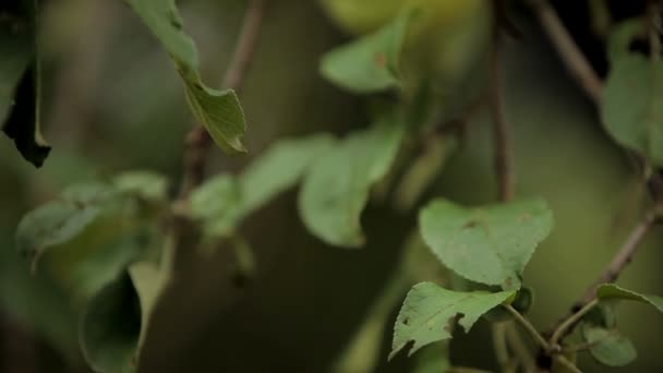 苹果和绿色的树叶 — 图库视频影像