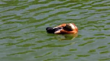 Ördek tüyler temizler