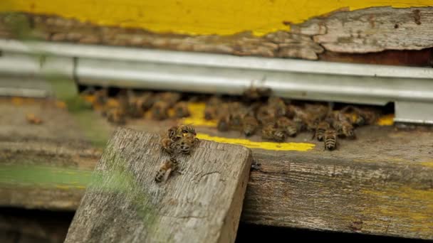 Bienen fliegen — Stockvideo