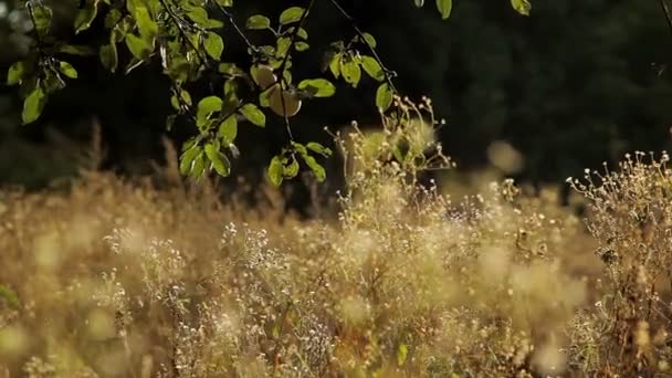 Appels in de tuin — Stockvideo