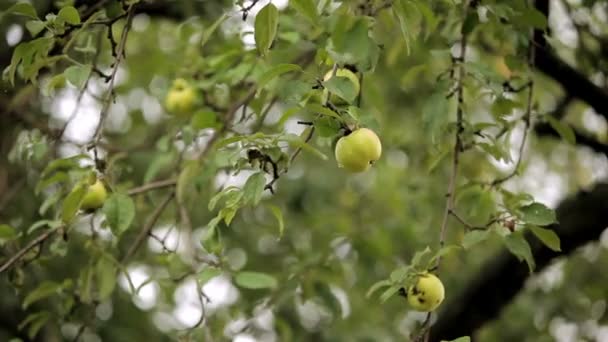 Reife Äpfel nach dem Regen — Stockvideo