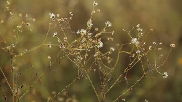 Flores silvestres no outono — Vídeo de Stock