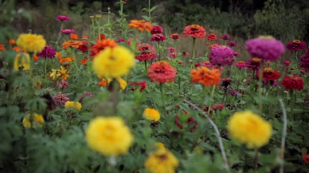 Flores outono — Vídeo de Stock