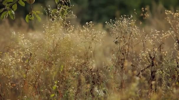 Z jesienią trawa łąka — Wideo stockowe
