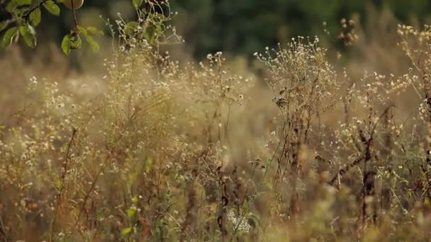 Prairie avec herbe d'automne 