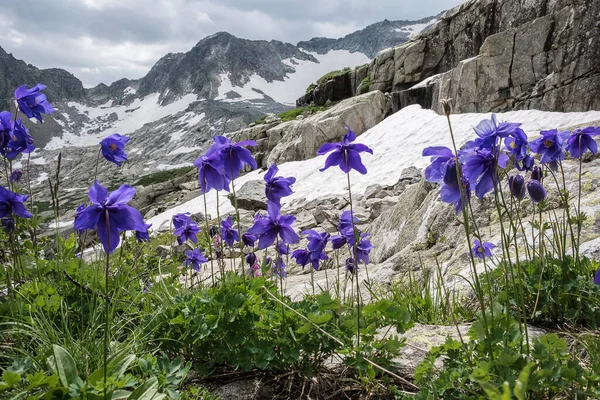 Kar ve kayalardan oluşan arka planda dağ çiçekleri.