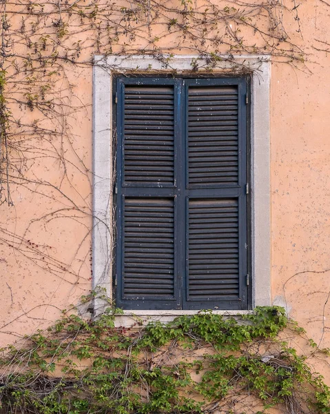 Uma Janela Fechada Uma Parede Coberta Hera Detalhes Arquitetônicos Roma — Fotografia de Stock