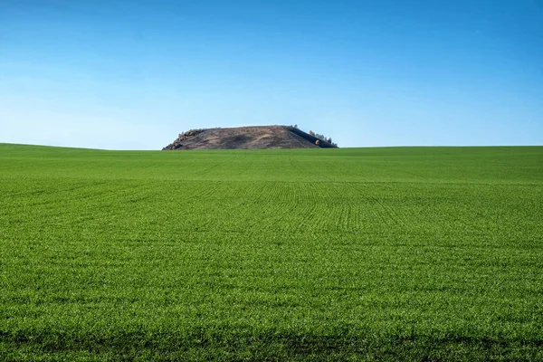 Bezgraniczne Zielone Pole Przeciw Błękitnemu Niebu Wzgórze Oddali — Zdjęcie stockowe