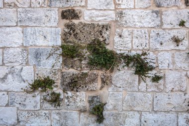 Büyüyen bitkilerle taş duvar, parça. İtalya.