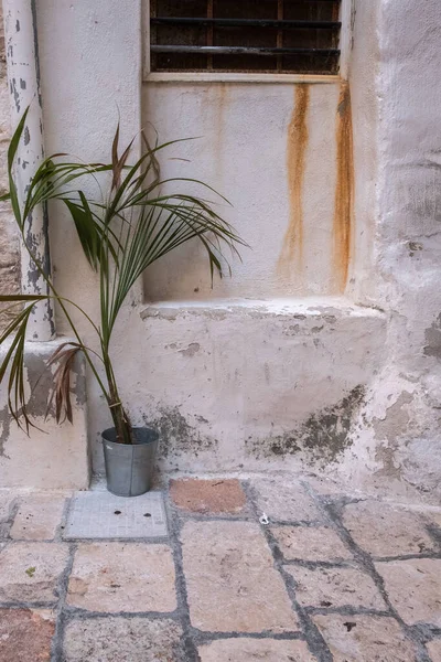 Taş bir duvarın karşısında saksı bitkisi.