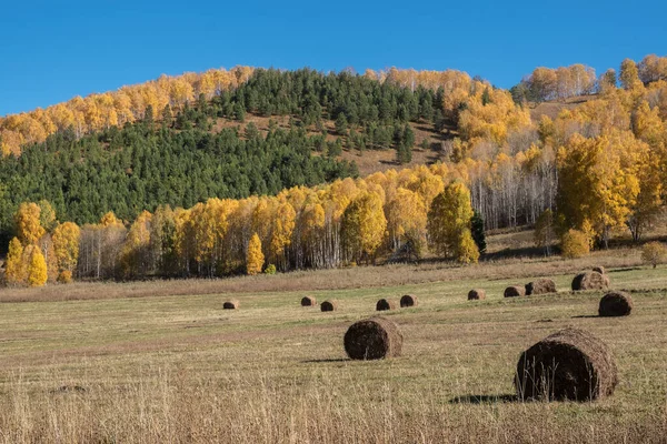 Dağ çayırında saman yuvarlanıyor. Sonbahar Altai, orman tepeleri..