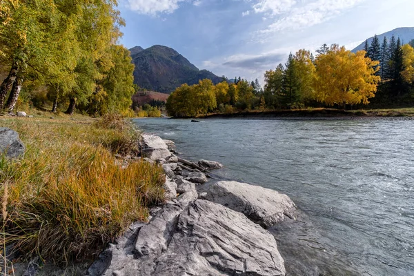 Bir dağ nehrinin kayalık kıyısı, sonbahar Altai. Dağ Ormanı.